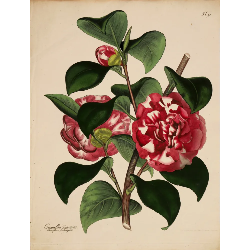 Original hand-coloured engraving of Camellia japonica from Henry Charles Andrews' The Botanist's Repository, published c.1799.