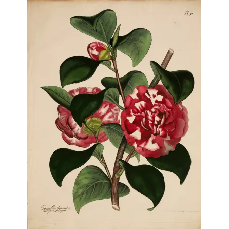 Original hand-coloured engraving of Camellia japonica from Henry Charles Andrews' The Botanist's Repository, published c.1799.