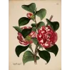 Original hand-coloured engraving of Camellia japonica from Henry Charles Andrews' The Botanist's Repository, published c.1799.