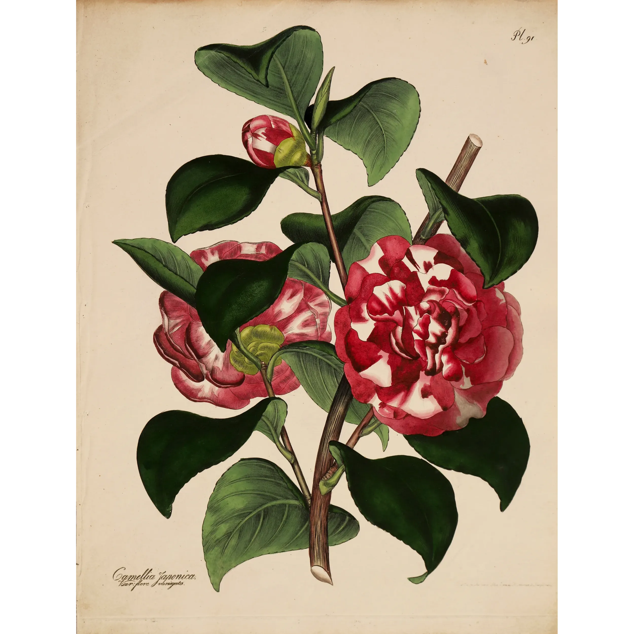 Original hand-coloured engraving of Camellia japonica from Henry Charles Andrews' The Botanist's Repository, published c.1799.