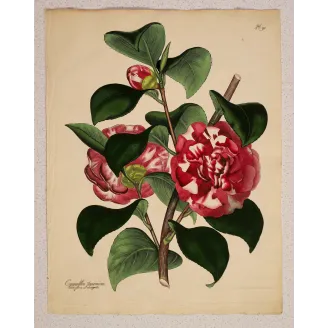 Japanese Camellia (Camellia japonica) | Original Henry Andrews Botanical Print 1799