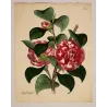 Japanese Camellia (Camellia japonica) – Original Hand-Colored Engraving by Henry Andrews, Antique Botanical Print (1799)