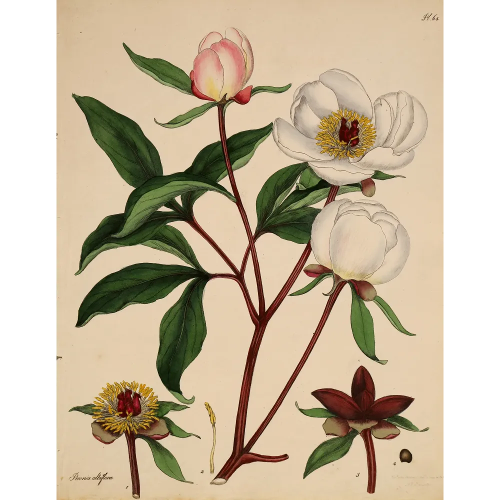 White Peony (Paeonia albiflora) | Original Botanical Engraving by Henry Andrews (1799)