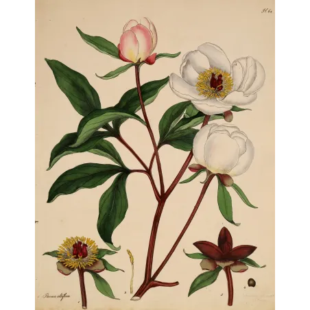 White Peony (Paeonia albiflora) | Original Botanical Engraving by Henry Andrews (1799)