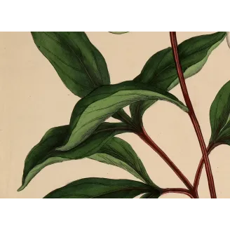 White Peony (Paeonia albiflora) | Original Botanical Engraving by Henry Andrews (1799)