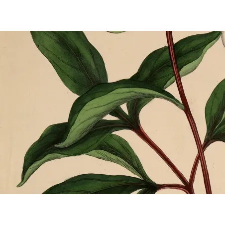 White Peony (Paeonia albiflora) | Original Botanical Engraving by Henry Andrews (1799)