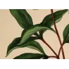 White Peony (Paeonia albiflora) – Original Hand-Colored Engraving by Henry Andrews, Antique Botanical Print (1799)