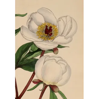White Peony (Paeonia albiflora) | Original Botanical Engraving by Henry Andrews (1799)