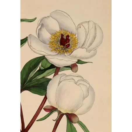 White Peony (Paeonia albiflora) | Original Botanical Engraving by Henry Andrews (1799)