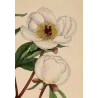 White Peony (Paeonia albiflora) – Original Hand-Colored Engraving by Henry Andrews, Antique Botanical Print (1799)