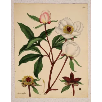 White Peony (Paeonia albiflora) | Original Botanical Engraving by Henry Andrews (1799)