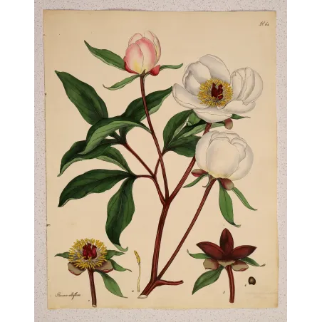 White Peony (Paeonia albiflora) | Original Botanical Engraving by Henry Andrews (1799)
