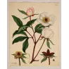 White Peony (Paeonia albiflora) – Original Hand-Colored Engraving by Henry Andrews, Antique Botanical Print (1799)