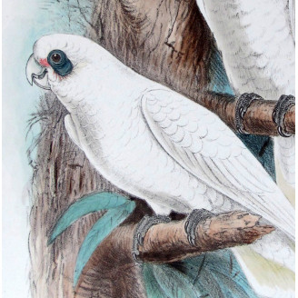 Little Corella by Roland Green – The Birds of Australia