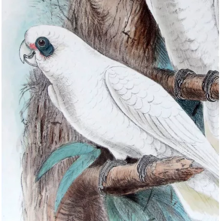 Little Corella by Roland Green – The Birds of Australia
