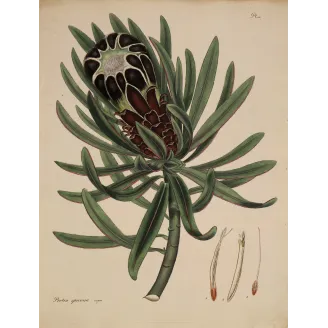 Black-Flowered Showy Protea (Protea speciosa nigra), original 1799 hand-colored botanical engraving