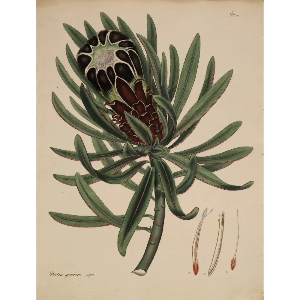 Black-Flowered Showy Protea (Protea speciosa nigra), original 1799 hand-colored botanical engraving