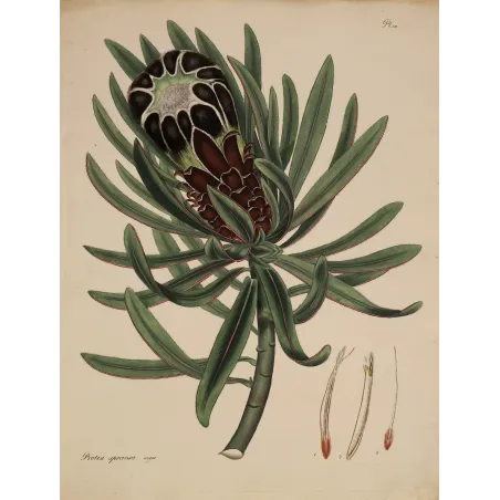 Black-Flowered Showy Protea (Protea speciosa nigra), original 1799 hand-colored botanical engraving