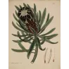 Black-Flowered Showy Protea (Protea speciosa nigra), original 1799 hand-colored botanical engraving