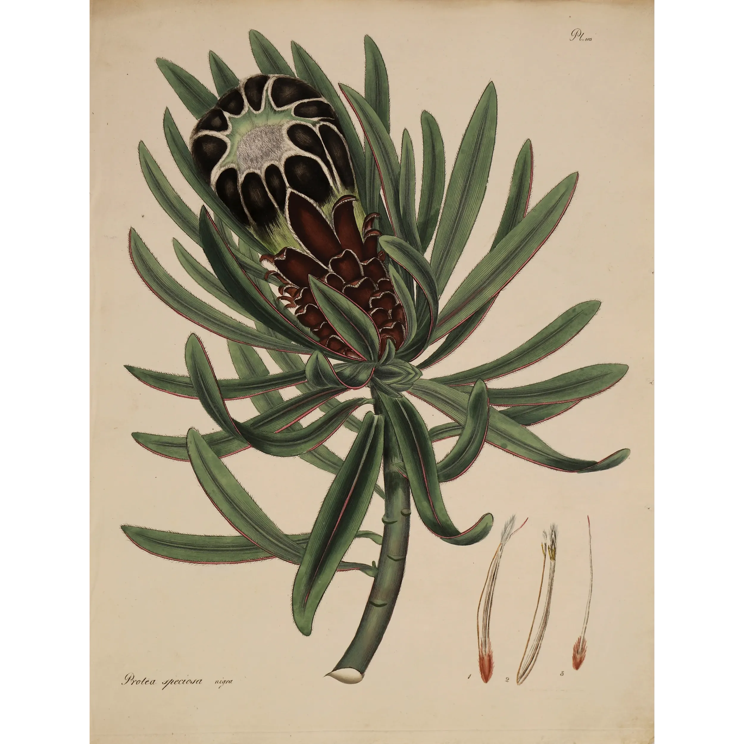 Black-Flowered Showy Protea (Protea speciosa nigra), original 1799 hand-colored botanical engraving