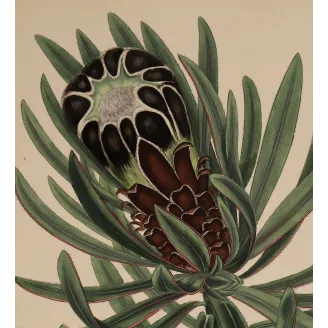 Black-Flowered Showy Protea (Protea speciosa nigra), original 1799 hand-colored botanical engraving