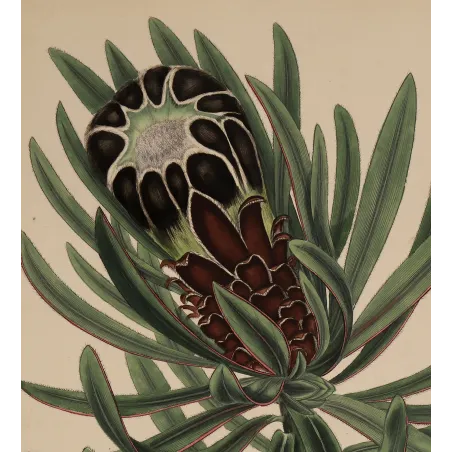 Black-Flowered Showy Protea (Protea speciosa nigra), original 1799 hand-colored botanical engraving