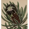 Black-Flowered Showy Protea (Protea speciosa nigra), original 1799 hand-colored botanical engraving