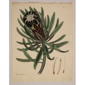 1799 hand-colored botanical engraving by Henry Charles Andrews from The Botanist’s Repository.
