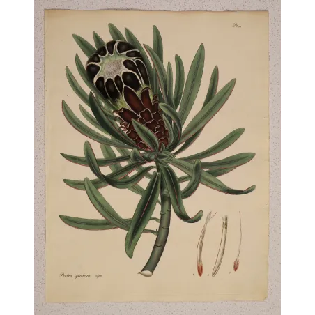 1799 hand-colored botanical engraving by Henry Charles Andrews from The Botanist’s Repository.