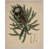 1799 hand-colored botanical engraving by Henry Charles Andrews from The Botanist’s Repository.