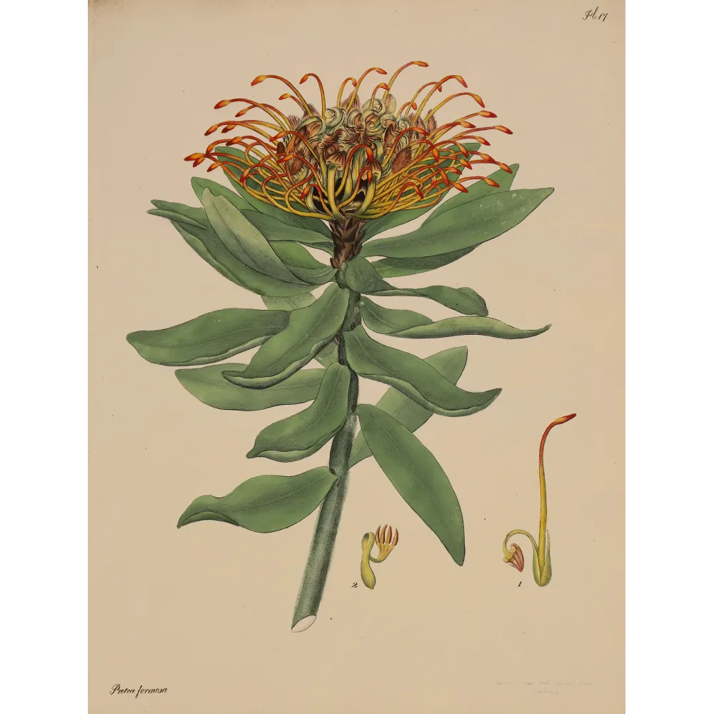 Beautiful Protea (Protea formosa), original 1799 hand-colored botanical engraving with orange-yellow flowering styles.