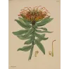Beautiful Protea (Protea formosa), original 1799 hand-colored botanical engraving with orange-yellow flowering styles.