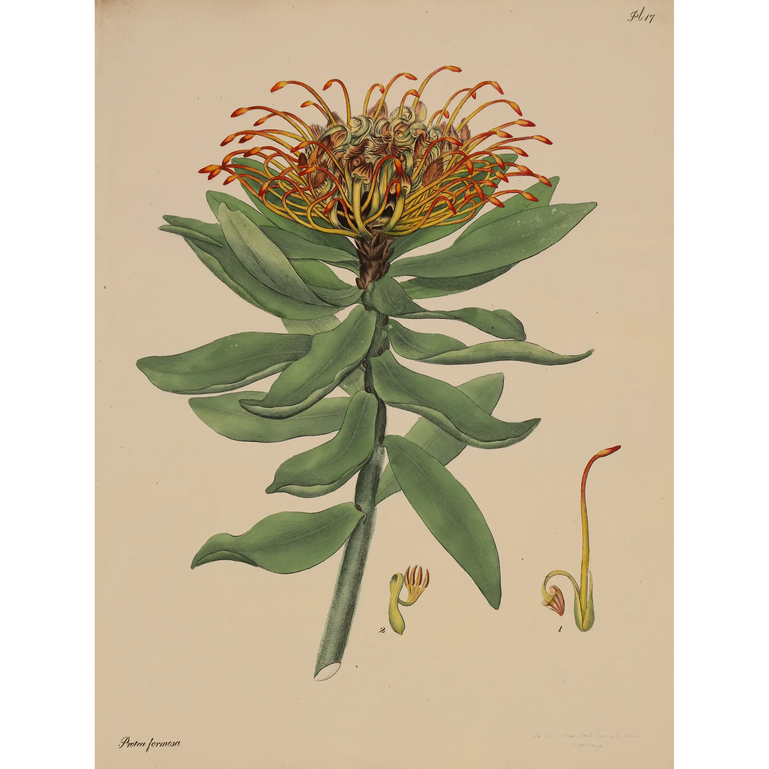 Beautiful Protea (Protea formosa), original 1799 hand-colored botanical engraving with orange-yellow flowering styles.