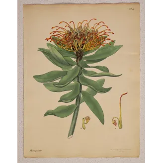 Beautiful Protea (Protea formosa), full sheet with original margins, 1799 hand-colored botanical engraving