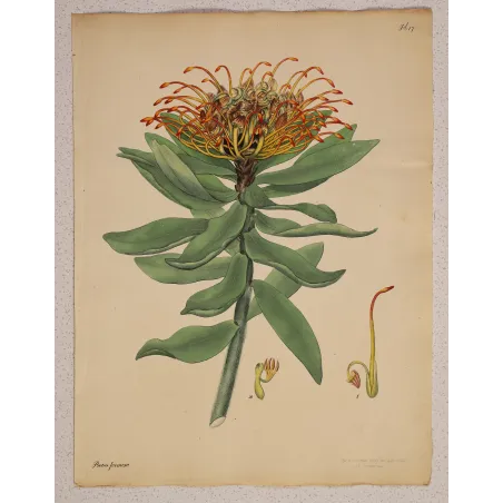 Beautiful Protea (Protea formosa), full sheet with original margins, 1799 hand-colored botanical engraving
