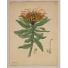 Beautiful Protea (Protea formosa), full sheet with original margins, 1799 hand-colored botanical engraving