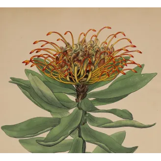 Beautiful Protea (Protea formosa), original 1799 hand-colored botanical engraving with orange-yellow flowering styles.