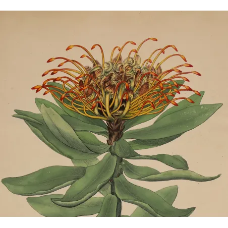 Close-up of Beautiful Protea (Protea formosa) flower with orange-yellow flowering styles, original hand-colored engraving
