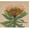 Close-up of Beautiful Protea (Protea formosa) flower with orange-yellow flowering styles, original hand-colored engraving