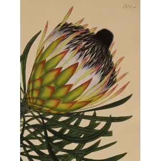 Long-Leaved Protea (Protea longifolia) with emerging flower head and elegant linear foliage, original 1801
