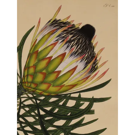 Close-up of Long-Leaved Protea (Protea longifolia) flower with sculptural cone and dark flowering styles.