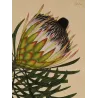 Close-up of Long-Leaved Protea (Protea longifolia) flower with sculptural cone and dark flowering styles.