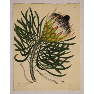 Long-Leaved Protea (Protea longifolia), full sheet with original margins, 1801 hand-colored botanical engraving.