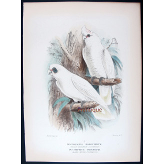 Little Corella by Roland Green – The Birds of Australia