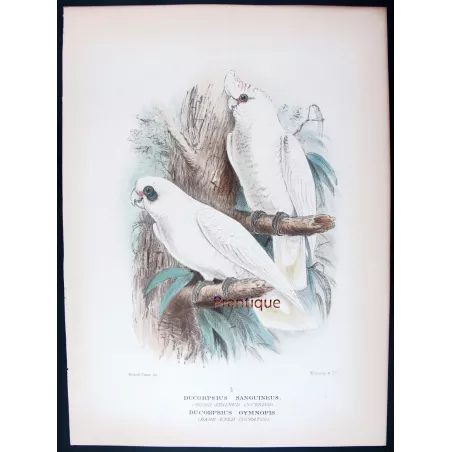 Little Corella by Roland Green – The Birds of Australia