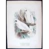 Little Corella (*Licmetis tenuirostris*) – Original lithograph by Green, Mathews (1910–27)