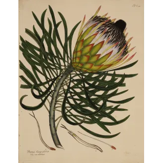 Long-Leaved Protea (Protea longifolia) with emerging flower head and elegant linear foliage, original 1801