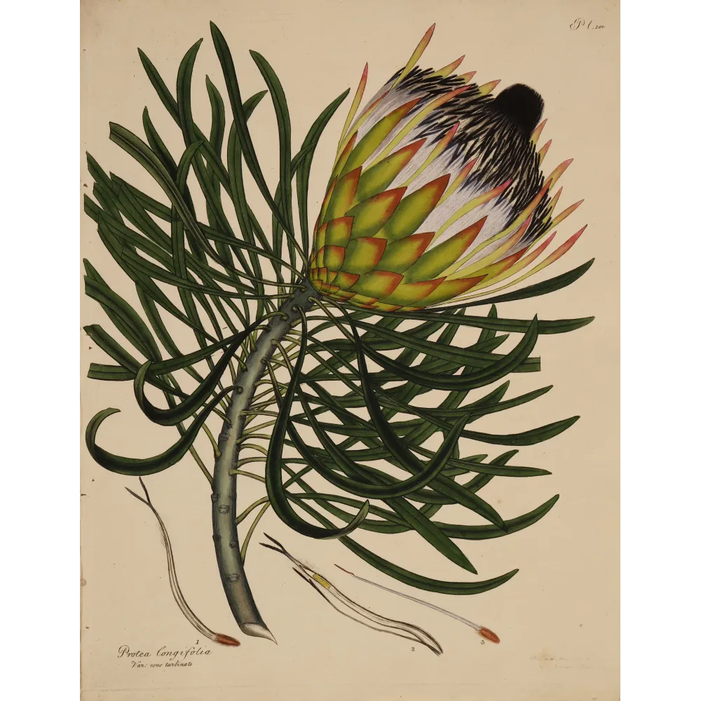 Long-Leaved Protea (Protea longifolia) with emerging flower head and elegant linear foliage, original 1801