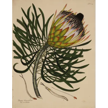 Long-Leaved Protea (Protea longifolia) with emerging flower head and elegant linear foliage, original 1801