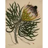 Long-Leaved Protea (Protea longifolia) with emerging flower head and elegant linear foliage, original 1801